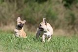 BOULEDOGUE FRANCAIS 586